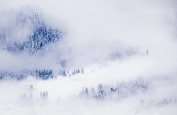 雾中的雪杉树- -山中的冬天 — 图库照片