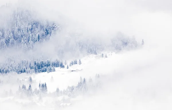 Snowy fir trees in fog - winter in the mountains — Stock Photo, Image