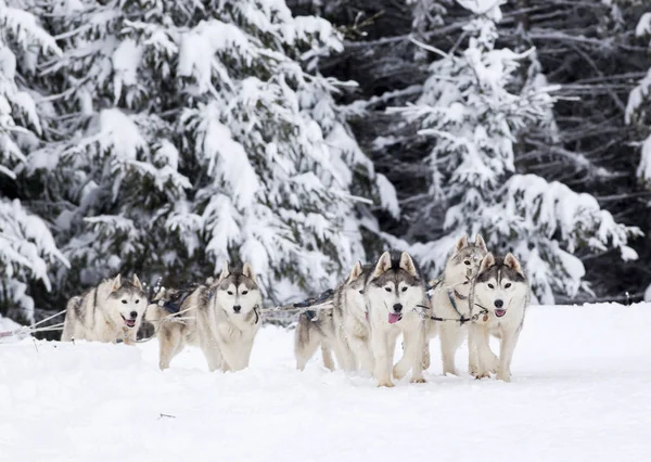 Traîneau à chiens course avec huskies — Photo