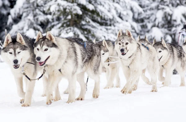 Traîneau à chiens course avec huskies — Photo