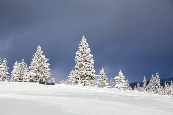 Зима в горах - сніг вкритий ялинками - різдвяний спин — стокове фото