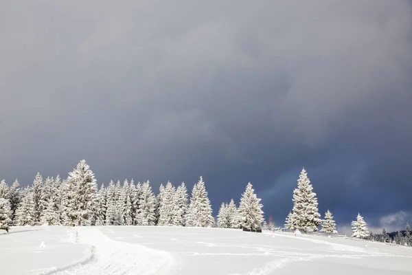 Invierno en las montañas - abetos cubiertos de nieve - bac de Navidad —  Fotos de Stock