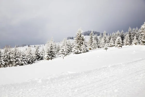 Зима в горах - сніг вкритий ялинками - різдвяний спин — стокове фото