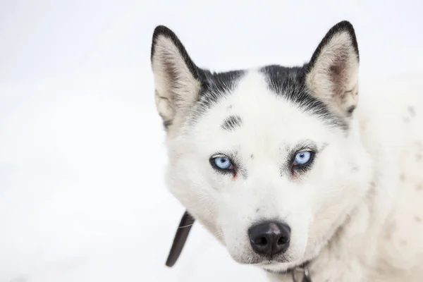 Lindo retrato husky con ojos azules en la nieve —  Fotos de Stock