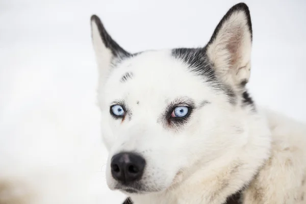 Lindo retrato husky con ojos azules en la nieve — Foto de Stock