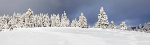 Дивовижний різдвяний фон зі сніжними ялинками зимовий пейзаж — стокове фото