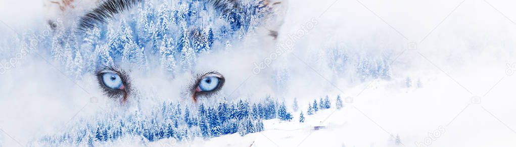 double exposure of husky eyes and snowy firs in foggy winter lan