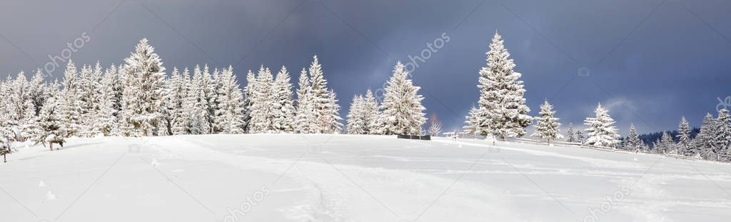 amazing Christmas background with snowy firs winter landscape
