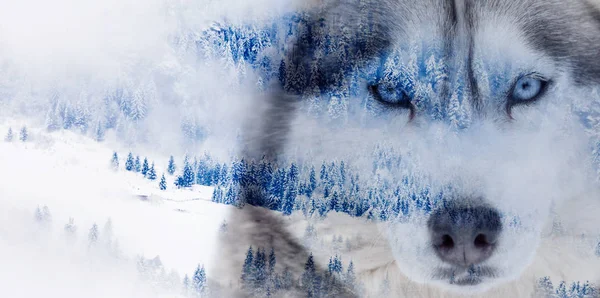 Dupla exposição dos olhos de huskz e árvores cobertas de neve nebulosa — Fotografia de Stock