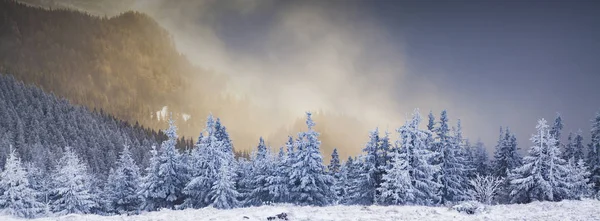 冬天的风景，山上长满了白雪的冷杉 — 图库照片