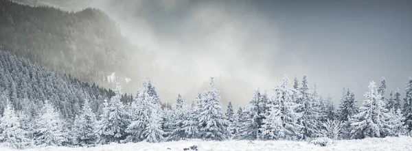 冬天的风景，山上长满了白雪的冷杉 — 图库照片