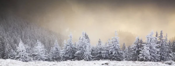 冬天的风景，山上长满了白雪的冷杉 — 图库照片