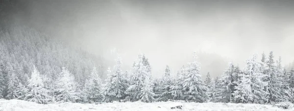 冬天的风景，山上长满了白雪的冷杉 — 图库照片