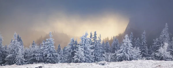 Winter landscape with snowy fir trees in the mountains — Stock Photo, Image