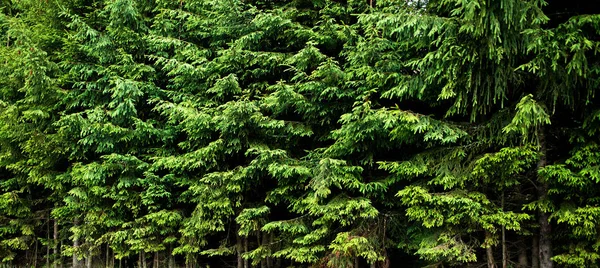 Fundo Árvores Abeto Verdes — Fotografia de Stock