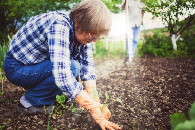 Sebze bahçesine fidanlar eken son sınıf öğrencisi aktif bir kadın.