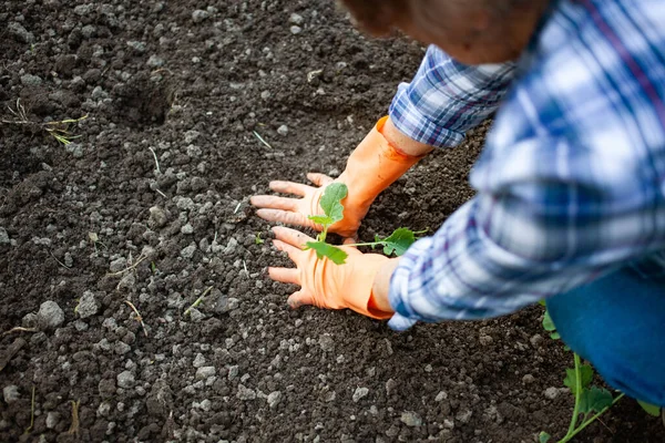 Mujer Mayor Activa Plantando Plántulas Huerta — Foto de Stock