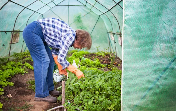 Wanita Senior Aktif Menanam Bibit Kebun Sayur — Stok Foto