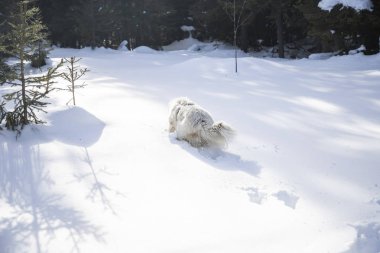 Mutlu köpek taze karda oynuyor.