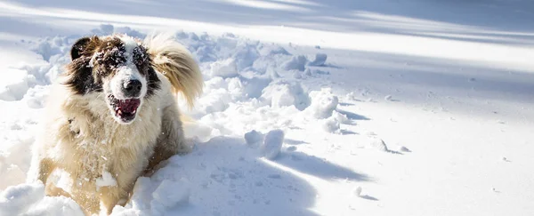 Perro Feliz Jugando Nieve Fresca —  Fotos de Stock
