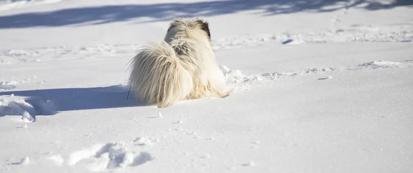 Mutlu Köpek Taze Karda Oynuyor — Stok fotoğraf