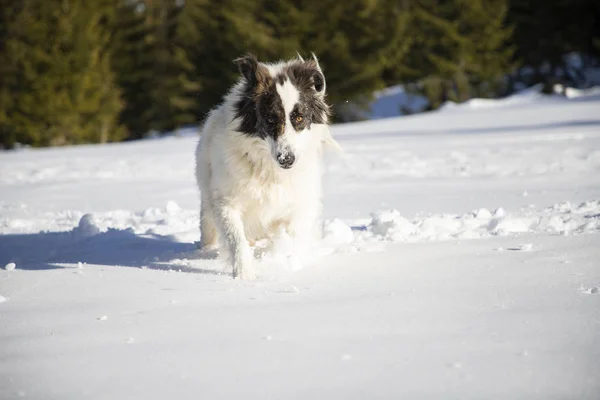 Mutlu Köpek Taze Karda Oynuyor — Stok fotoğraf