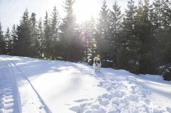 Gelukkige Hond Spelen Verse Sneeuw — Stockfoto