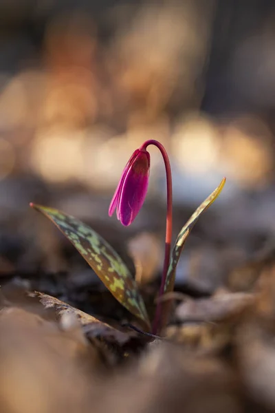 Erythronium Dens Canis Oder Hundszahn Violett Rosa Blume Mit Grünem — Stockfoto
