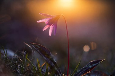 eritronyum den-canis ya da yeşil çimenli köpek dişi-menekşe pembe çiçek