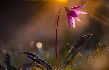 eritronyum den-canis ya da yeşil çimenli köpek dişi-menekşe pembe çiçek