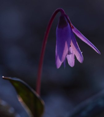 eritronyum den-canis ya da yeşil çimenli köpek dişi-menekşe pembe çiçek