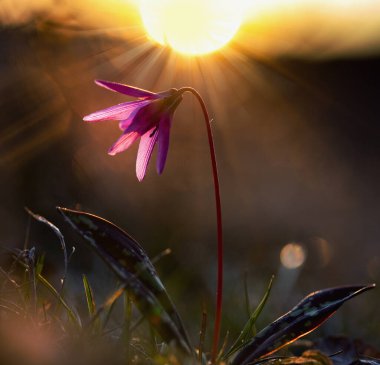 eritronyum den-canis ya da yeşil çimenli köpek dişi-menekşe pembe çiçek