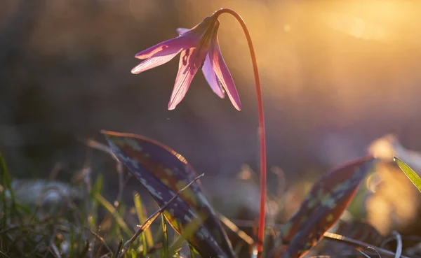 Erythronium Dens Canis Oder Hundszahn Violett Rosa Blume Mit Grünem — Stockfoto