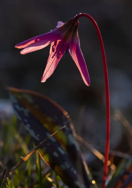 Erythronium Dens Canis Dog Tooth Violet Pink Flower Green Grass Royalty Free Stock Photos