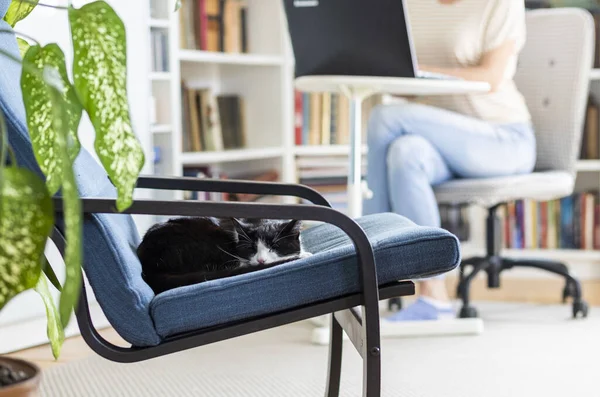 Söt Liten Katt Sover Fåtölj Kvinna Som Arbetar Hemifrån Bakgrunden — Stockfoto