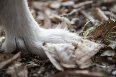 Sonbahar yapraklarında köpek patileri