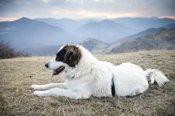 Красивий Білий Пастух Портрет Собаки Відкритому Повітрі — стокове фото