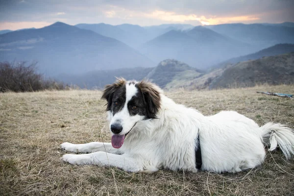 户外美丽的白色牧羊犬肖像 — 图库照片