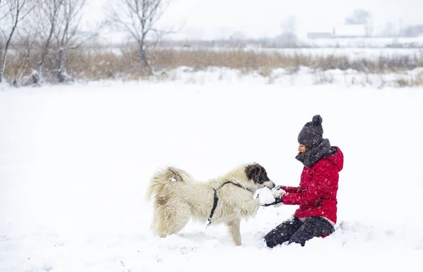 Kırmızı Ceketli Kadın Büyük Karda Köpeğiyle Oynuyor — Stok fotoğraf