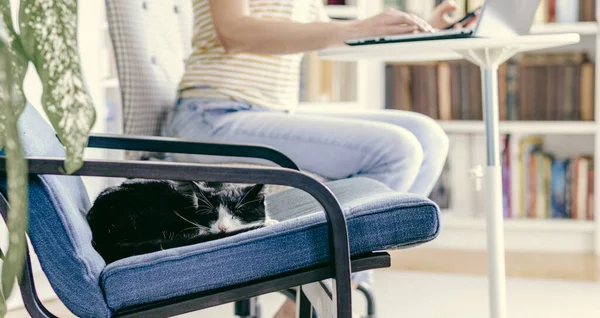 Lindo Pequeño Gato Durmiendo Sillón Mujer Trabajando Desde Casa Fondo — Foto de Stock