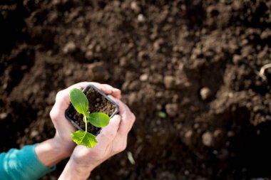 Elinde yeşil filizlenen bahar baharı bahçıvanlığı.