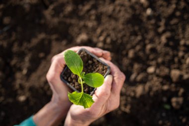 Elinde yeşil filizlenen bahar baharı bahçıvanlığı.