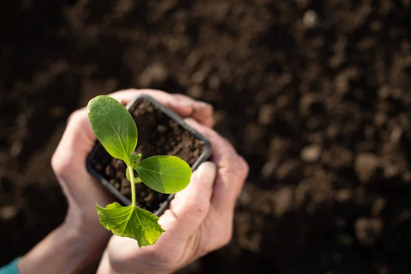 Mão Segurando Jardinagem Primavera Plântulas Verde — Fotografia de Stock