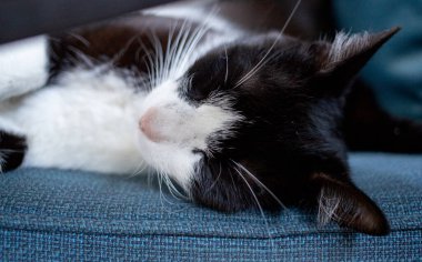 Mavi koltukta uyuyan sevimli küçük kedi.