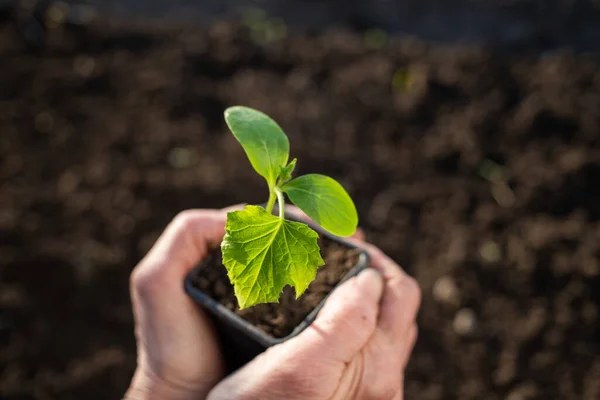 Hand Holding Green Seedling Spring Gardening — Stock Photo, Image