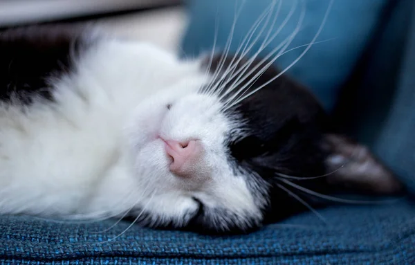Carino Piccolo Gatto Dormire Poltrona Blu — Foto Stock