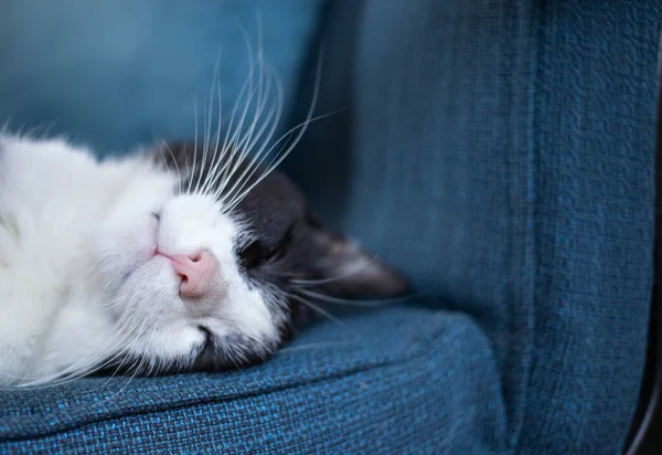 Mavi Koltukta Uyuyan Sevimli Küçük Kedi — Stok fotoğraf