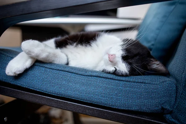 Mavi Koltukta Uyuyan Sevimli Küçük Kedi — Stok fotoğraf