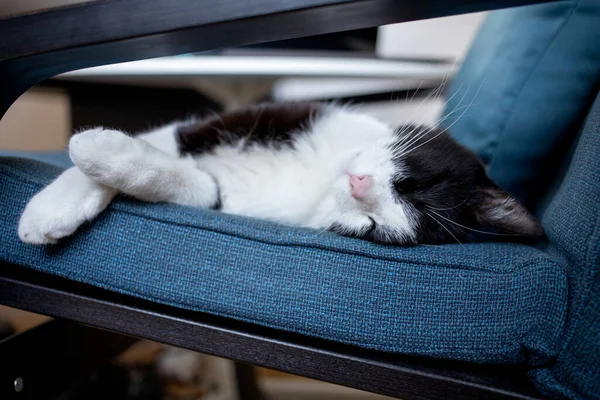 Schattig Klein Kat Slapen Blauw Fauteuil — Stockfoto