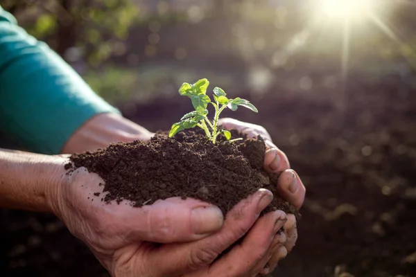 Handen Håller Gröna Plantor Våren Trädgårdsarbete — Stockfoto
